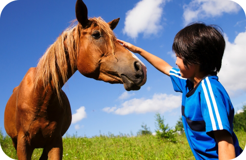 引退馬と触れ合う少年1
